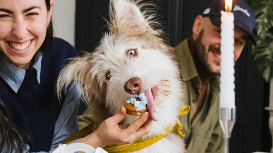 Elle va ouvrir la premi&egrave;re cuisine de Lyon d&eacute;di&eacute;e aux chiens