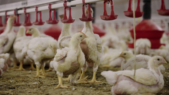 "Prosol, stop cruaut&eacute;" : L214 interpelle le fournisseur de Grand Frais pr&egrave;s de Lyon