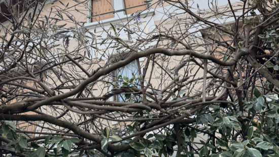 A Lyon, les glycines de Montchat sont (tr&egrave;s) en retard : le festival r&eacute;duit de moiti&eacute; ?