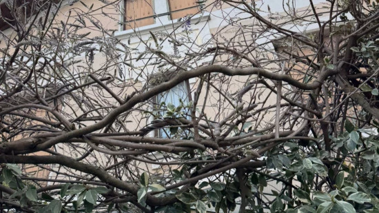 A Lyon, les glycines de Montchat sont (tr&egrave;s) en retard : le festival r&eacute;duit de moiti&eacute; ?