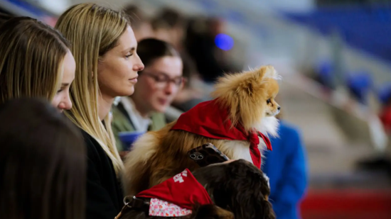 Les chiens invit&eacute;s &agrave; participer &agrave; ce match de l&rsquo;OL Lyonnes