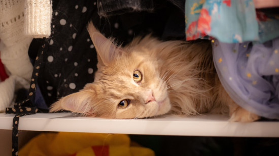 A Lyon, une friperie &eacute;ph&eacute;m&egrave;re et solidaire au profit des animaux