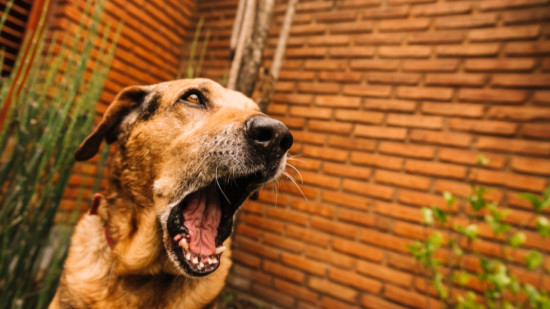 Son chien mord une coll&eacute;gienne puis une voisine &agrave; Tarare : une septuag&eacute;naire condamn&eacute;e