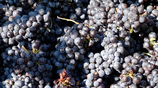 Beaujolais : un mill&eacute;sime 2025 rare mais prometteur