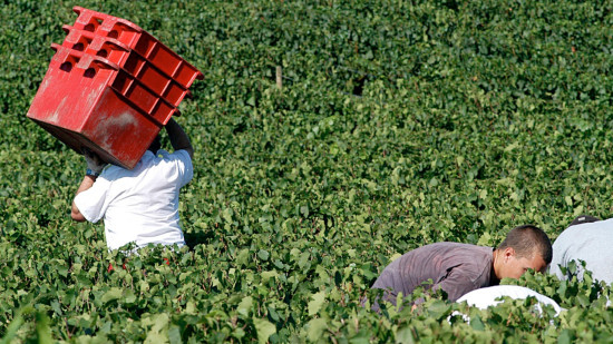 Beaujolais : les vendanges pourraient d&eacute;buter d&egrave;s le 13 ao&ucirc;t, une date exceptionnellement pr&eacute;coce