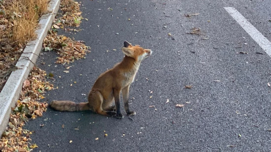 Apr&egrave;s plusieurs morsures, le jeune renard pourrait &ecirc;tre abattu &agrave; Tassin-la-Demi-Lune