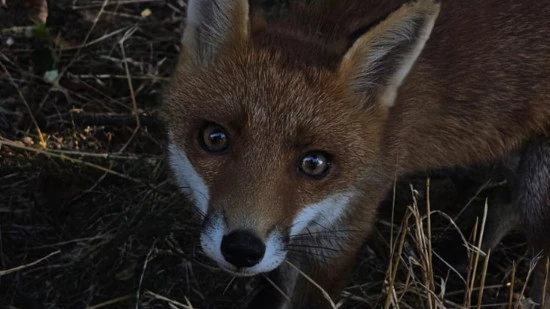 Tassin-la-Demi-Lune : le jeune renard introuvable, la mission pour l'abattre prend fin