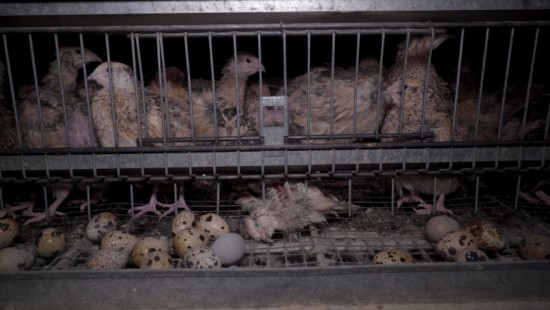 Drôme : un élevage de cailles ciblé par une vidéo de L214 en liquidation judiciaire