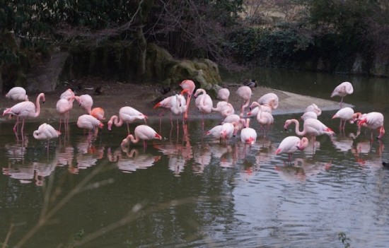 Les animaux du Parc de la Tête d'Or préservés du froid