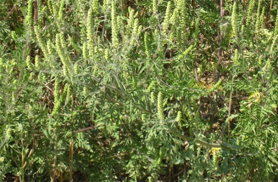 L'ambroisie continue de sévir dans le Rhône