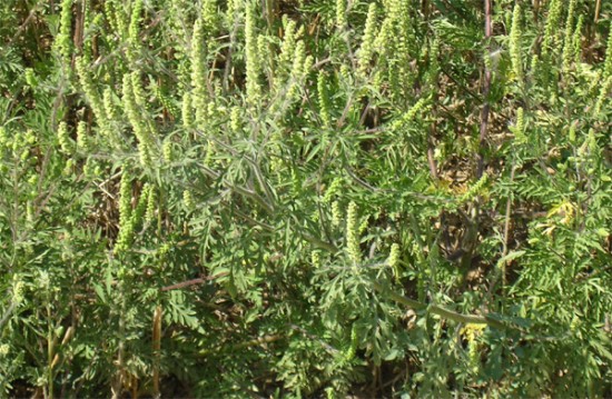 Le pic de pollen de l'ambroisie pr&eacute;vu d&eacute;but septembre