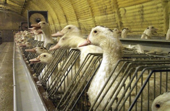 Foie gras de batterie : manifestation ce mercredi devant les Halles Paul Bocuse