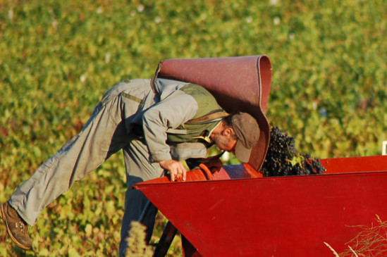 Le Beaujolais recrute