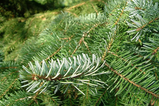 Une seconde vie pour votre sapin de Noël Une seconde vie pour votre sapin de Noël