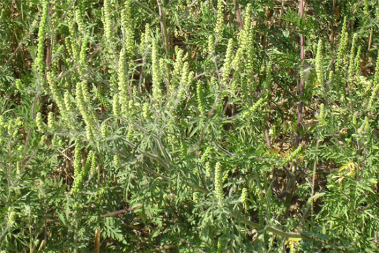 Alerte à l’ambroisie dans la région lyonnaise