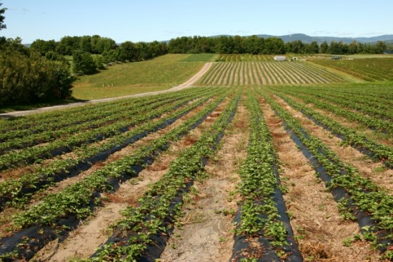 Plus de 3 millions d'euros d'indemnités pour les agriculteurs du Rhône Plus de 3 millions d'euros d'indemnités pour les agriculteurs du Rhône