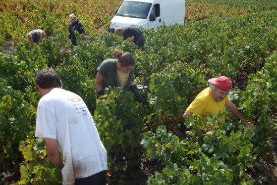 Le recrutement pour les vendanges dans le Beaujolais a commencé