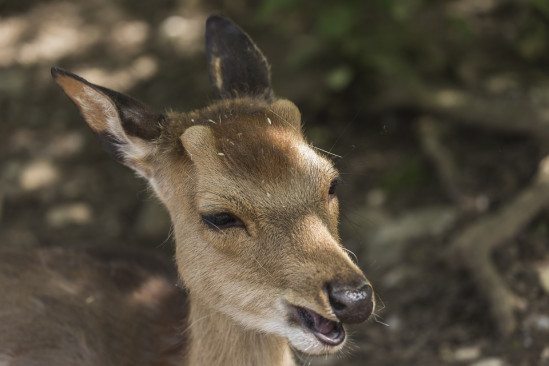 Rhône : attaquées par un chevreuil fou lors d’une promenade entre amies !