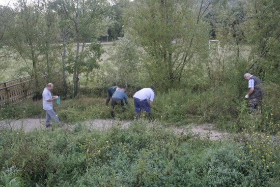 L'ambroisie est de retour dans le Rhône !