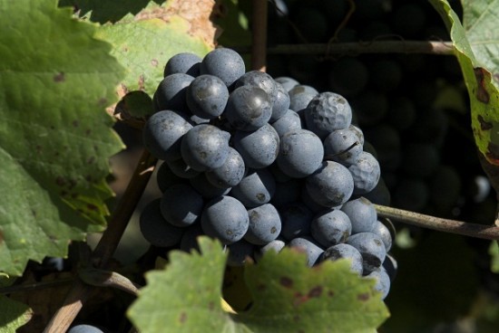 Jour J pour le Beaujolais Nouveau Jour J pour le Beaujolais Nouveau