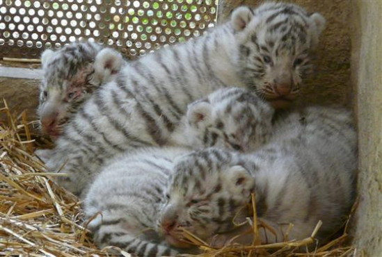 Touroparc cherche des prénoms pour ses bébés tigres blancs