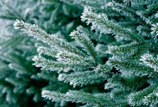 Après les fêtes, où jeter son sapin de Noël ? Après les fêtes, où jeter son sapin de Noël ?