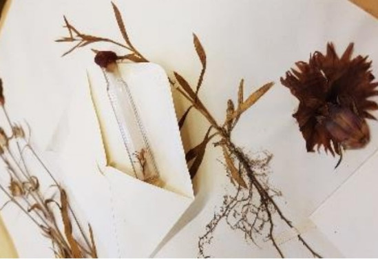 L'université Lyon 1 numérise le 2ème plus grand herbier du monde