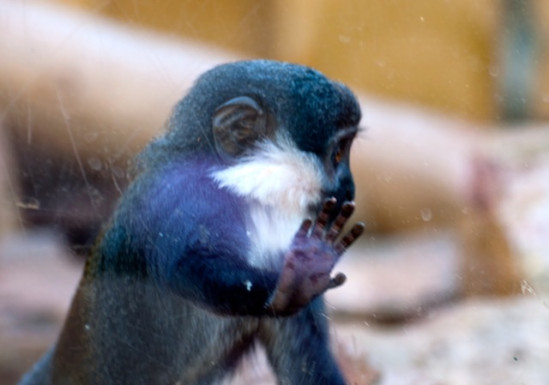 Carnet rose au parc de la tête d'or