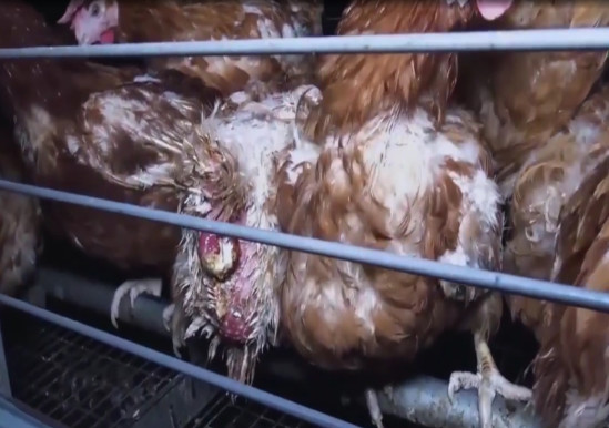 L'association L214 publie une nouvelle vidéo choc sur un élevage de poules en Vendée