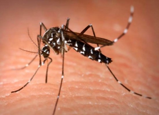 Gare à la piqûre, le moustique tigre arrive dans le Rhône!