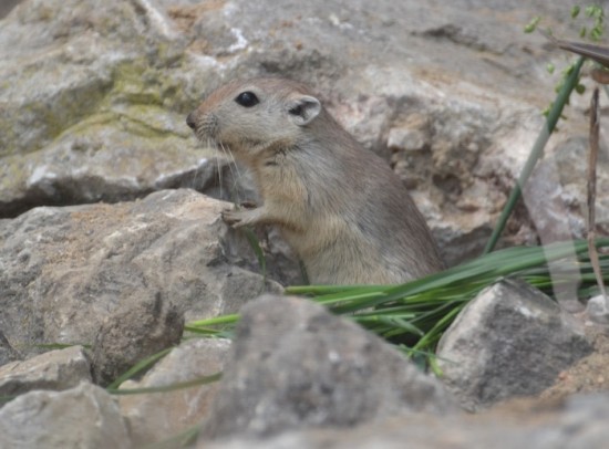 3 rats des sables et 10 inséparables à joues noires s’invitent à la Tête d’Or