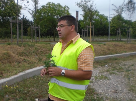 Alerte à l’ambroisie dans le Rhône