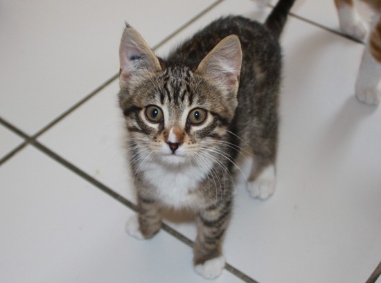 Rhône : la conductrice d’un bus TCL sauve la vie d’un chaton