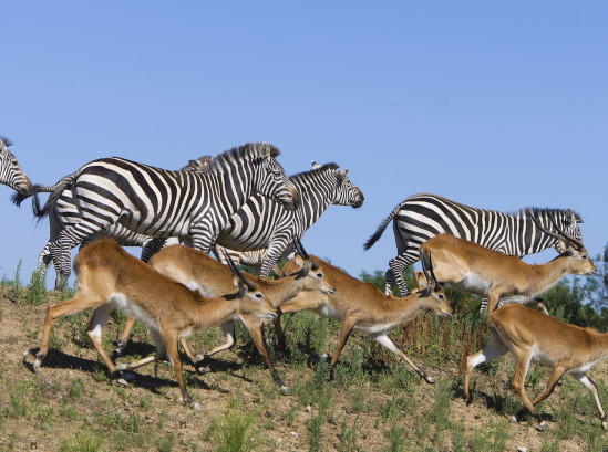 Le safari de Peaugres rouvre intégralement ce mercredi Le safari de Peaugres rouvre intégralement ce mercredi