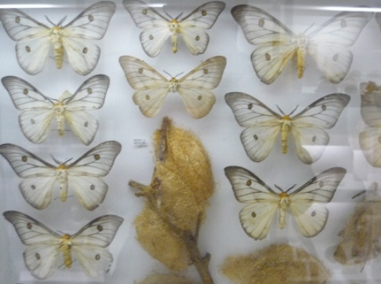 Ce weekend se déroule le 26e salon des papillons et arachnides Ce weekend se déroule le 26e salon des papillons et arachnides