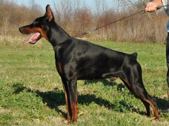 Rhône : le Dobermann lui arrache un morceau du bras, le voisin pompier s’interpose Rhône : le Dobermann lui arrache un morceau du bras, le voisin pompier s’interpose