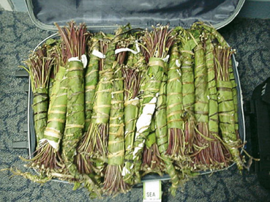 Il se fait prendre avec 23 kilos de khat à la gare de la Part-Dieu, un an de prison ferme