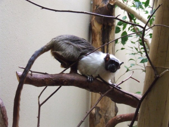 Le zoo du Parc de la Tête d’Or compte trois nouveaux résidents