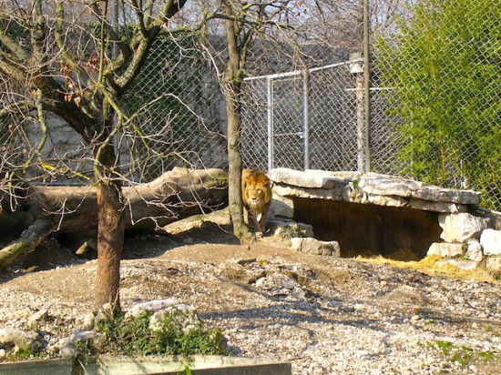 Un jeune lion s'est noyé au Parc de la Tête d'or