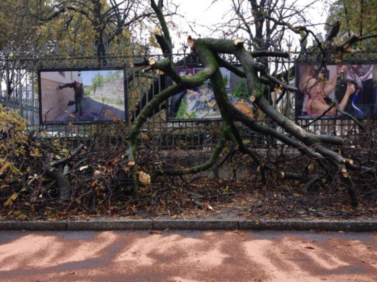 Lyon : un arbre tombe dans la cour de la préfecture Lyon : un arbre tombe dans la cour de la préfecture