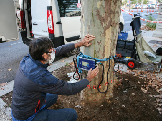 Lyon : victimes d'un champignon, quatre arbres vont être abattus