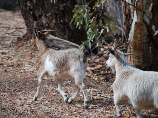 Les chèvres qui posaient problème à Poleymieux-en-Mont-d’Or ont disparu