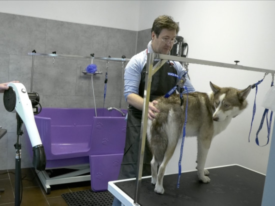 Le premier salon de toilettage libre-service ouvre à Lyon - VIDEO