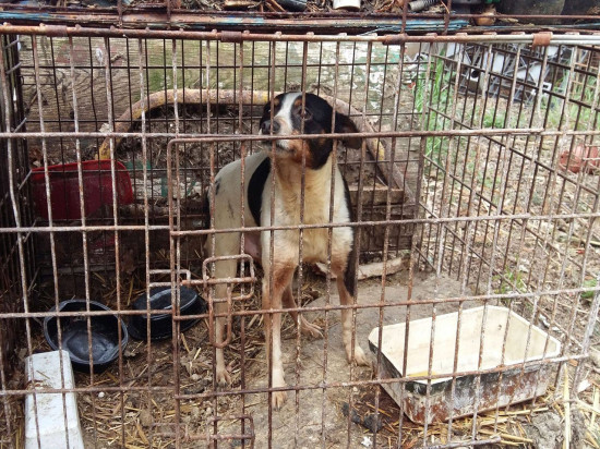 La SPA de Lyon lance un appel à la solidarité pour aider les chiens sauvés à Givors