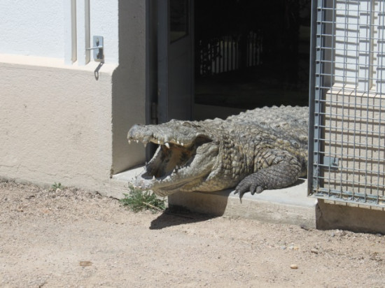 Bientôt des crocodiles sur les côtes françaises ? La troublante étude d'un chercheur lyonnais Bientôt des crocodiles sur les côtes françaises ? La troublante étude d'un chercheur lyonnais