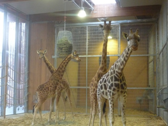 Lyon : manifestation contre les animaux en captivité ce samedi au parc de la Tête d’Or