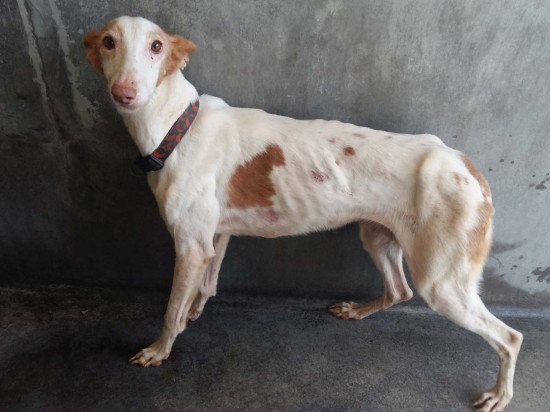 Chiens sauvés près de Lyon : la propriétaire se faisait passer pour une ange gardien