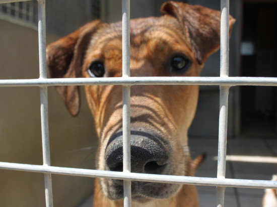 Villeurbanne : les cambrioleurs volent un chien et le maltraitent