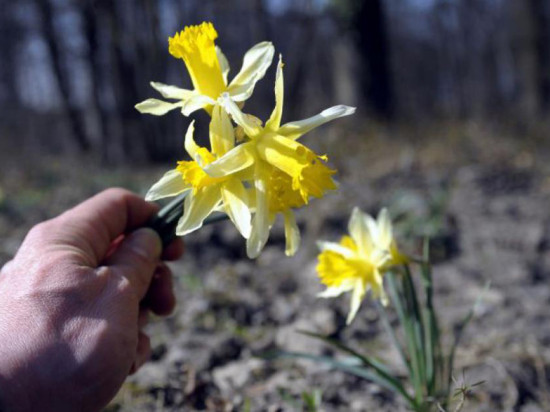 Saint-Priest : ils cueillent des fleurs et se font tirer dessus au fusil de chasse ! Saint-Priest : ils cueillent des fleurs et se font tirer dessus au fusil de chasse !