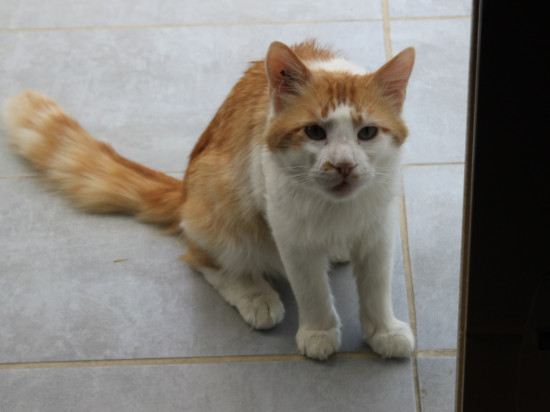 Rhône : enfermé dans une voiture, un chat réussit à appeler les pompiers